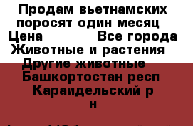 Продам вьетнамских поросят,один месяц › Цена ­ 3 000 - Все города Животные и растения » Другие животные   . Башкортостан респ.,Караидельский р-н